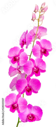 Bunch of Pink orchid isolated on white background, Blooming orchids on white PNG file.