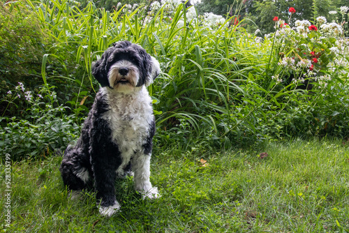 Dog beside a flower garden in Merrickville, Ontario photo