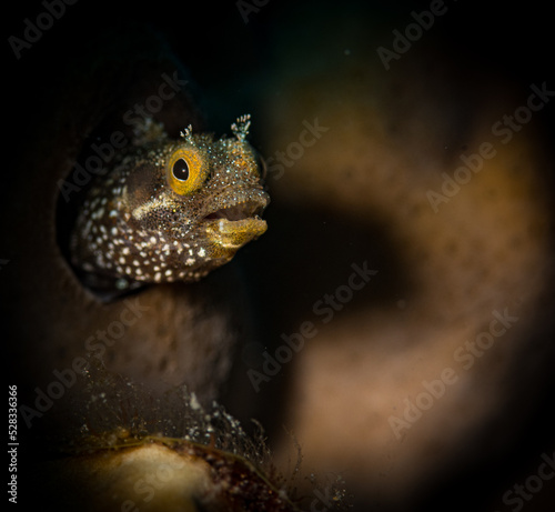 Spinyhead blenny (Acanthemblemaria spinosa) Spotted drum on the Carib Cargo dive site, off the Dutch Caribbean island of Sint Maarten photo