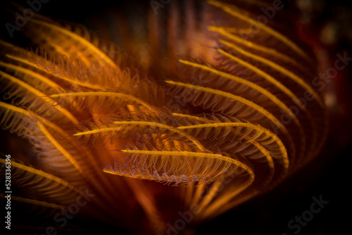 Feather duster worms (Sabellastarte spectabilis) wave in the current on the reef off the Dutch Caribbean island of Sint Maarten photo