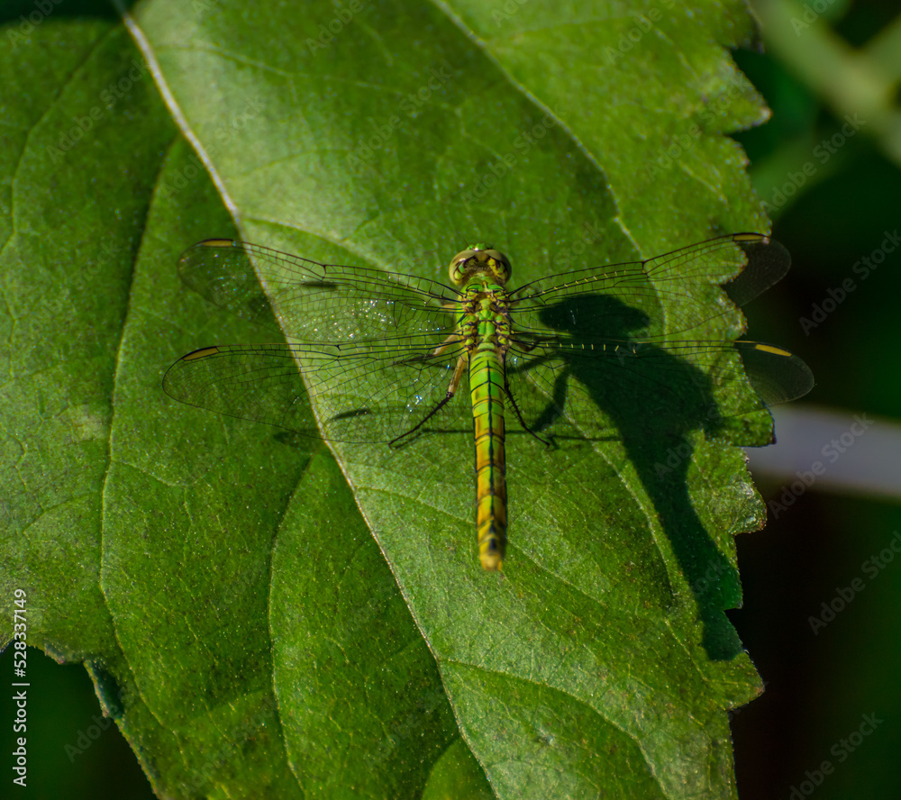 dragonfly on a green leaf dragonfly on a green leaf