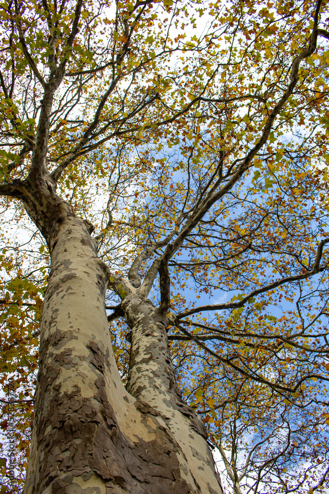 Fototapeta premium Big trees in the park in Autumn, Bern, Switzerland