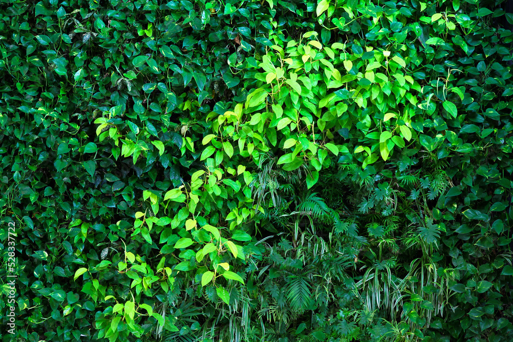 Green background of leaves