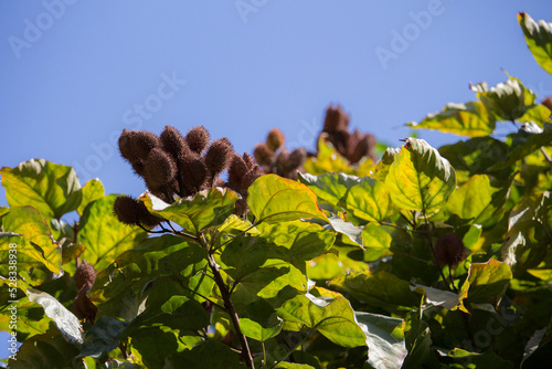 Urucuzeiro is a tree whose fruit is annatto, from which paprika is extracted photo