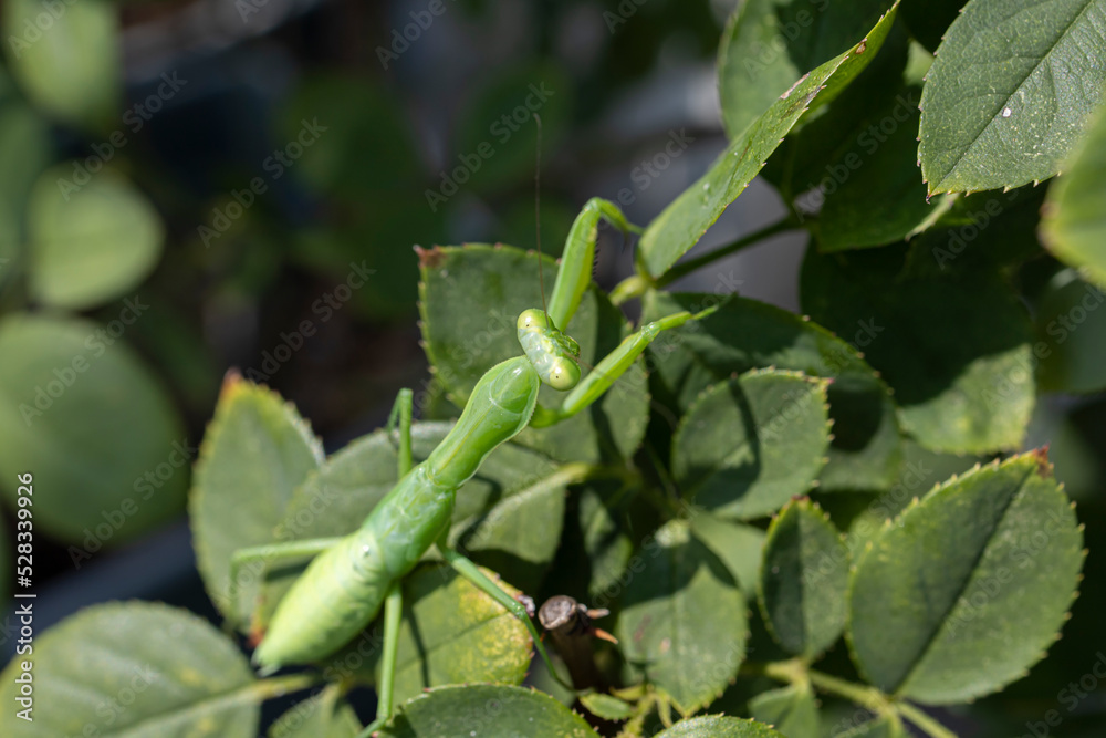 オオカマキリ オオカマキリ