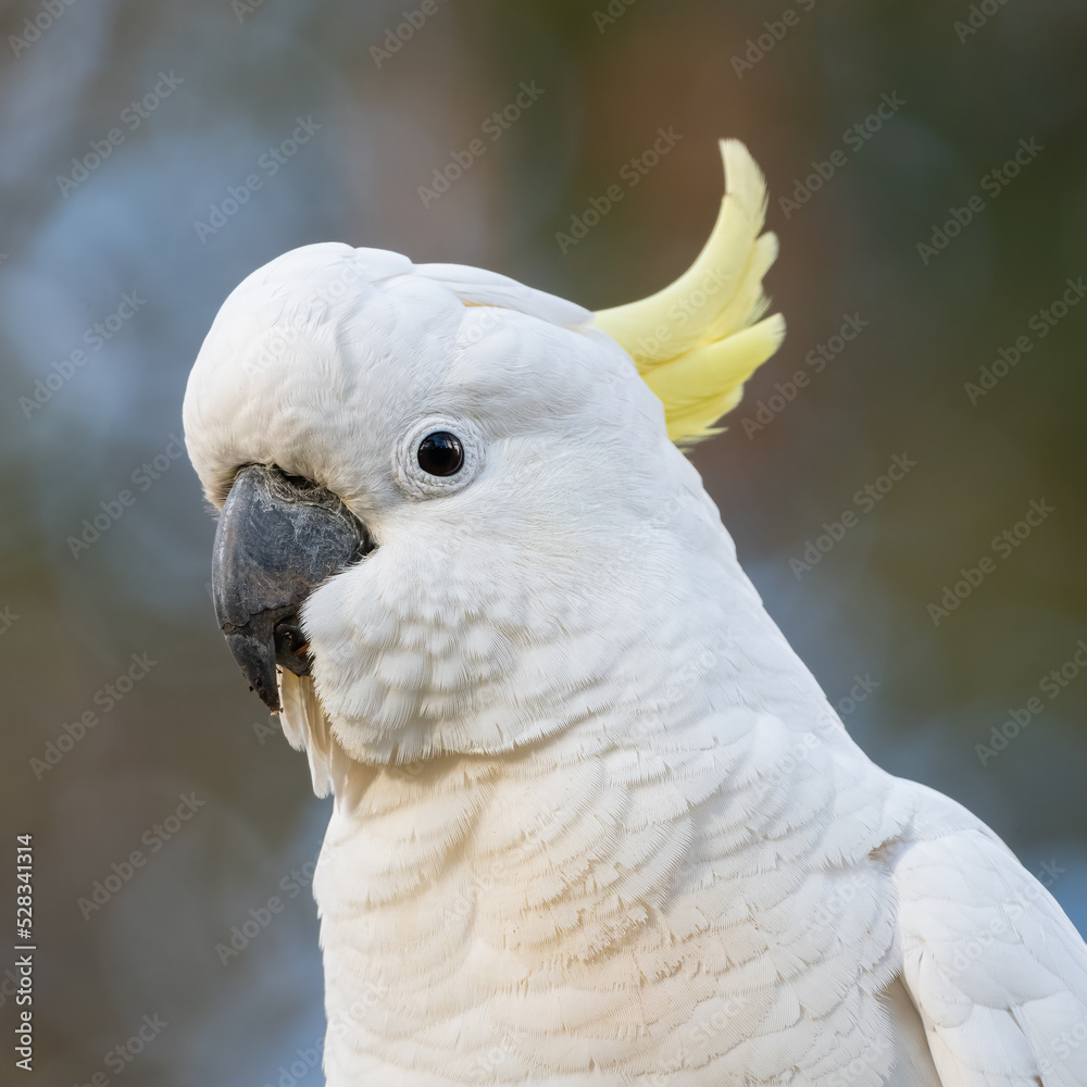 Sulphur-crested cockatoo closeup portrait Sulphur-crested cockatoo closeup portrait