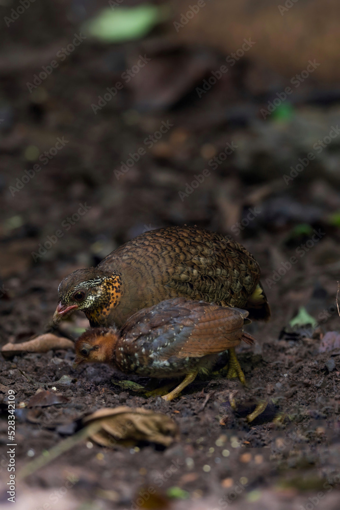 Fototapeta premium Green-legged partridge Eyebrows, cheeks and neck were white, with small black dots scattered all over the white background. The sides of the head and neck below are brownish orange.
