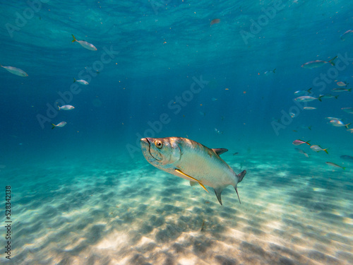 Tarpon fish swimming in ocean photo