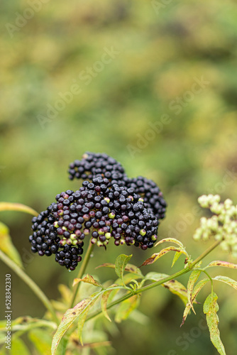 Clusters fruit black elderberry in garden. Sambucus nigra. Common names: elder, black elder, European elder, European elderberry and European black elderberry.