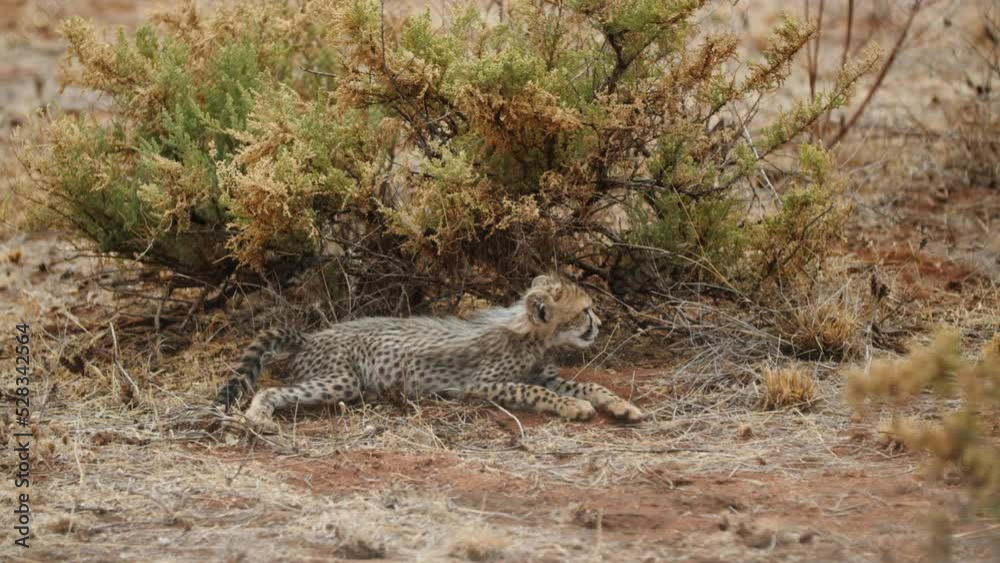 Cheetah Cub Looking Away While Sitting By Plants On Landscape - Nairobi, Kenya Cheetah Cub Looking Away While Sitting By Plants On Landscape - Nairobi, Kenya