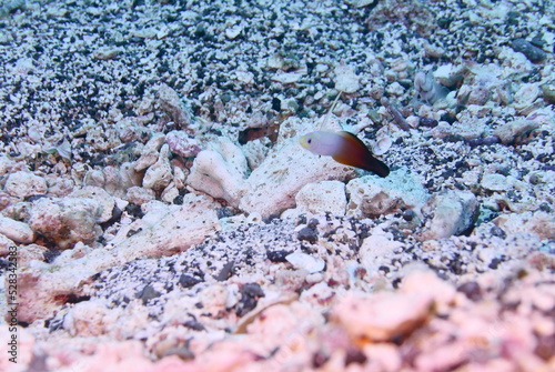 Scuba diving at Chichi jima Bonin island, Ogasawara. photo