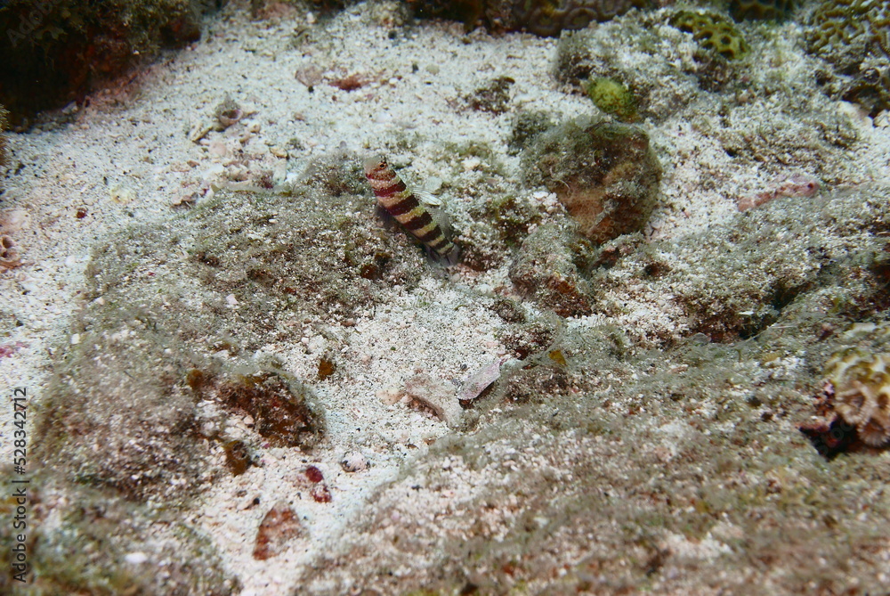 Scuba diving at Chichi jima Bonin island, Ogasawara. Scuba diving at Chichi jima Bonin island, Ogasawara.