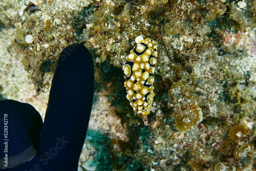 Scuba diving at Chichi jima Bonin island, Ogasawara. photo