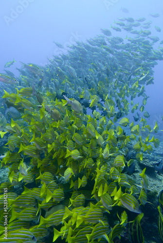 Scuba diving at Chichi jima Bonin island  Ogasawara.