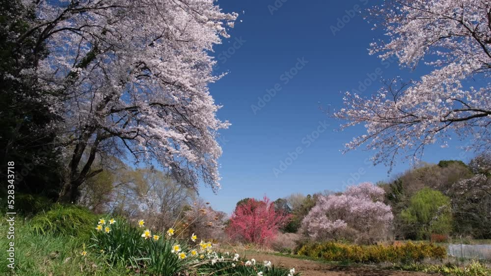 桜の畑 桜の畑