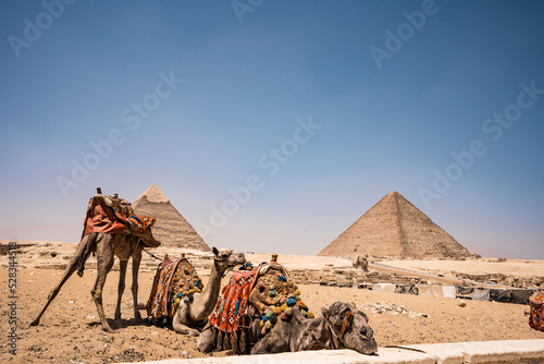 Three camels lying down in front of Giza Pyramid Complex  Cairo  Egypt