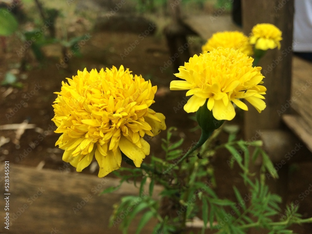 yellow flowers in the park