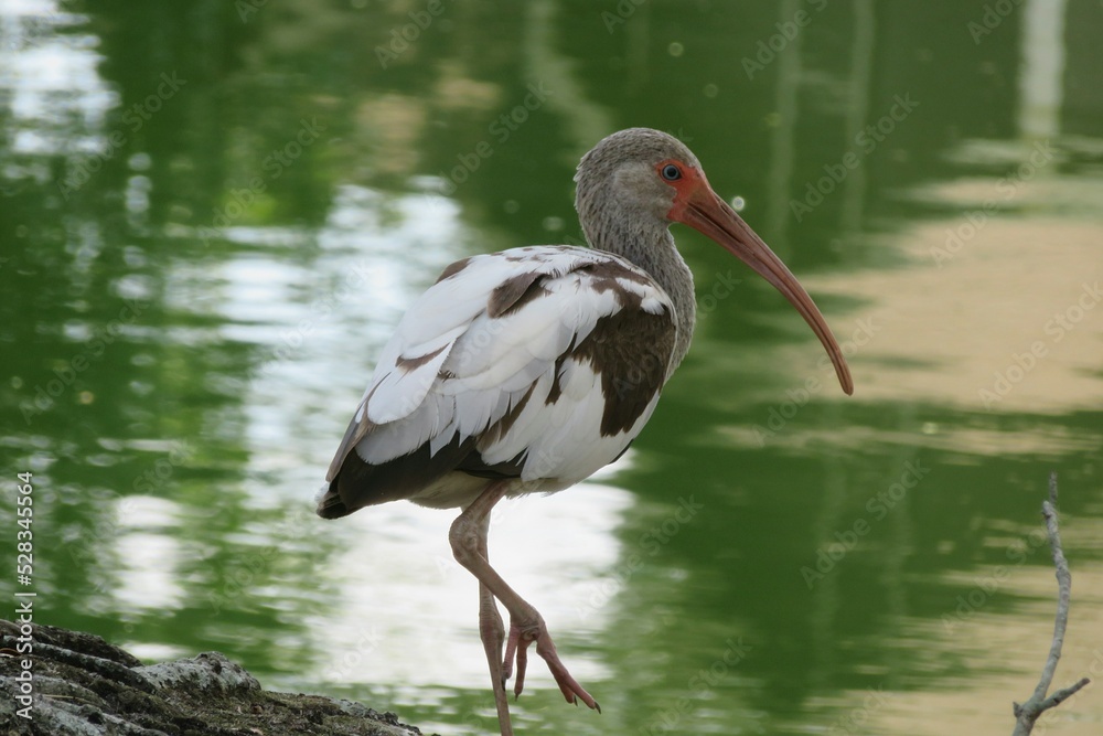 Obraz premium Ibis near the pond in Florida nature, closeup