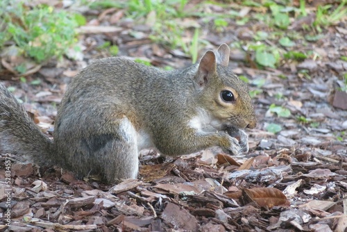 Grey american squirrel in the forest