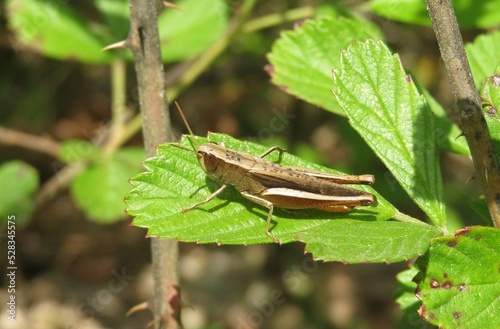 Brown tropical grasshopper on leaf in Florida wild, closeup