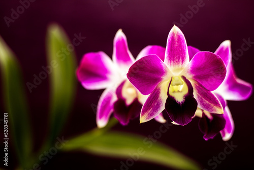 purple and white orchid