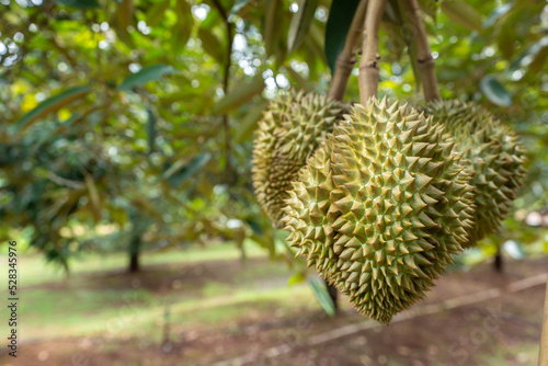durians on the durian tree in organic durian orchard. © kittipong