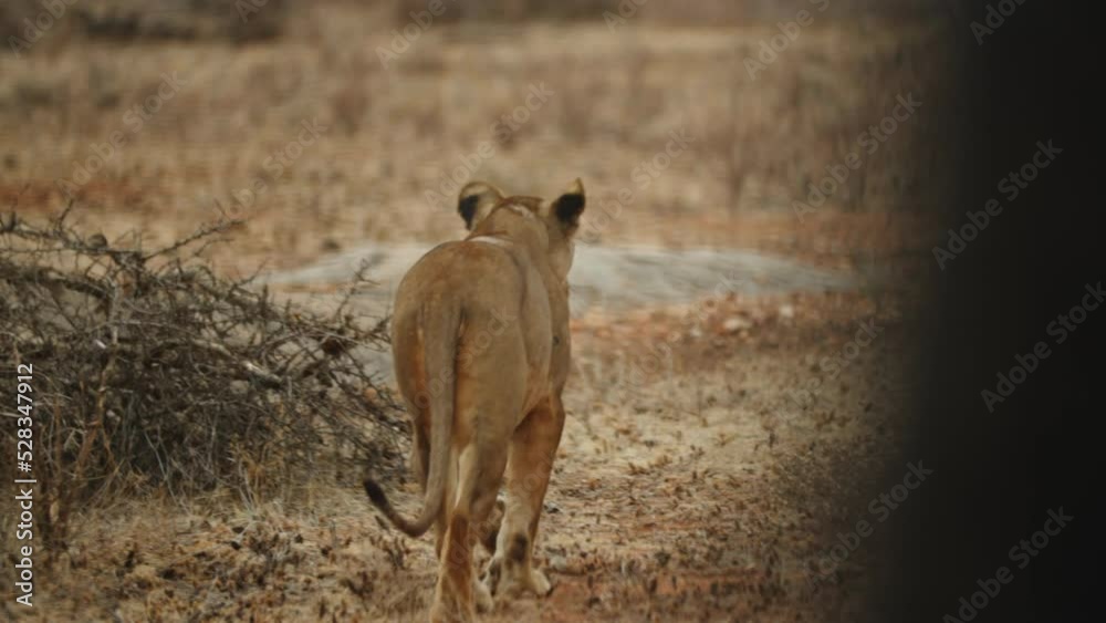 Lioness Walking Over Semi Arid Forest Land In Wildlife Sanctuary - Nairobi, Kenya Lioness Walking Over Semi Arid Forest Land In Wildlife Sanctuary - Nairobi, Kenya