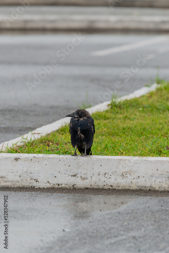 A young black crow sitting on the curb