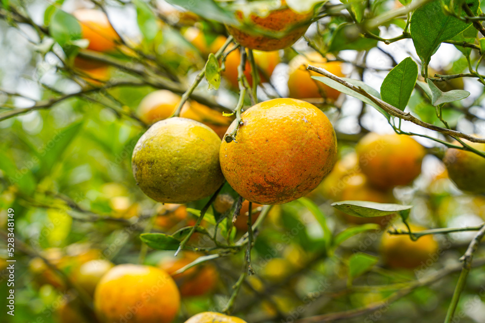 Oranges on the Tree ready for Harvests. Navel orange, Citrus sinensis or known as Oranges on the Tree ready for Harvests. Navel orange, Citrus sinensis or known as
