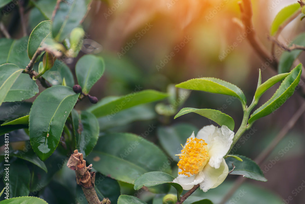 Green tea tree Flower fresh leaves in eco herbal farm. Tree tea plantations in morning sun light. Freshness herbal natural garden farmland. Drinking organic relax. Green tea tree in farm Green tea tree Flower fresh leaves in eco herbal farm. Tree tea plantations in morning sun light. Freshness herbal natural garden farmland. Drinking organic relax. Green tea tree in farm