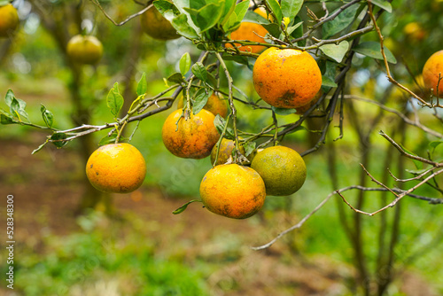 Oranges on the Tree ready for Harvests. Navel orange, Citrus sinensis or known as "Limau Madu"