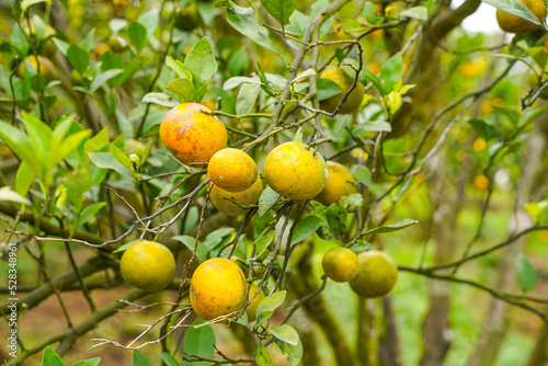 Oranges on the Tree ready for Harvests. Navel orange, Citrus sinensis or known as "Limau Madu"