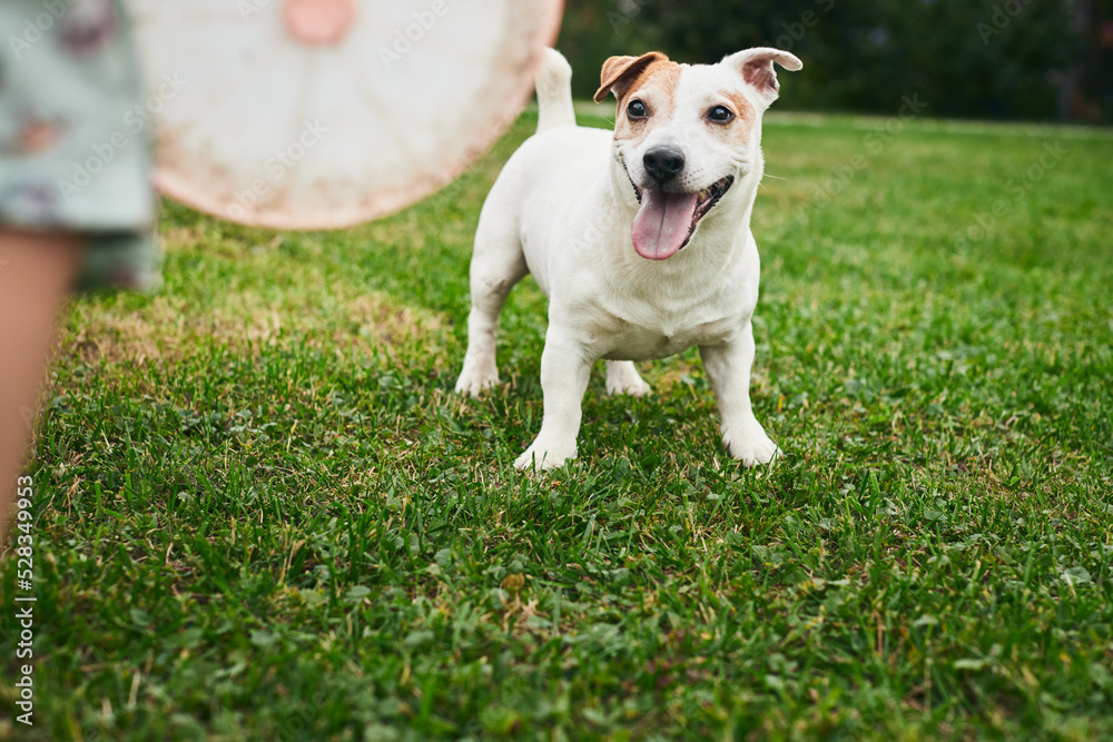 A playful Jack Russell dog in the backyard. The concept of a pet and the joy of playing with it. Front view. A playful Jack Russell dog in the backyard. The concept of a pet and the joy of playing with it. Front view.