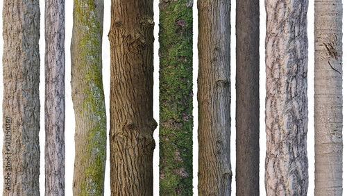 tree trunks isolated 