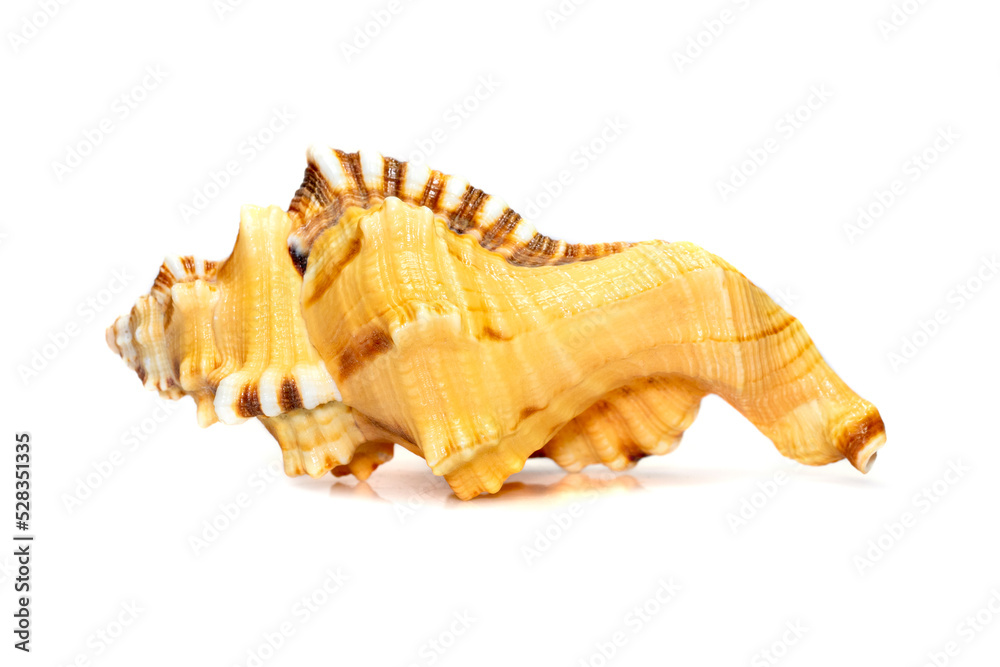 Obraz premium Image of lotoria lotoria sea shells, common name the black-spotted snail or washing bath triton isolated on white background. Sea snail. Undersea Animals. Sea Shells.