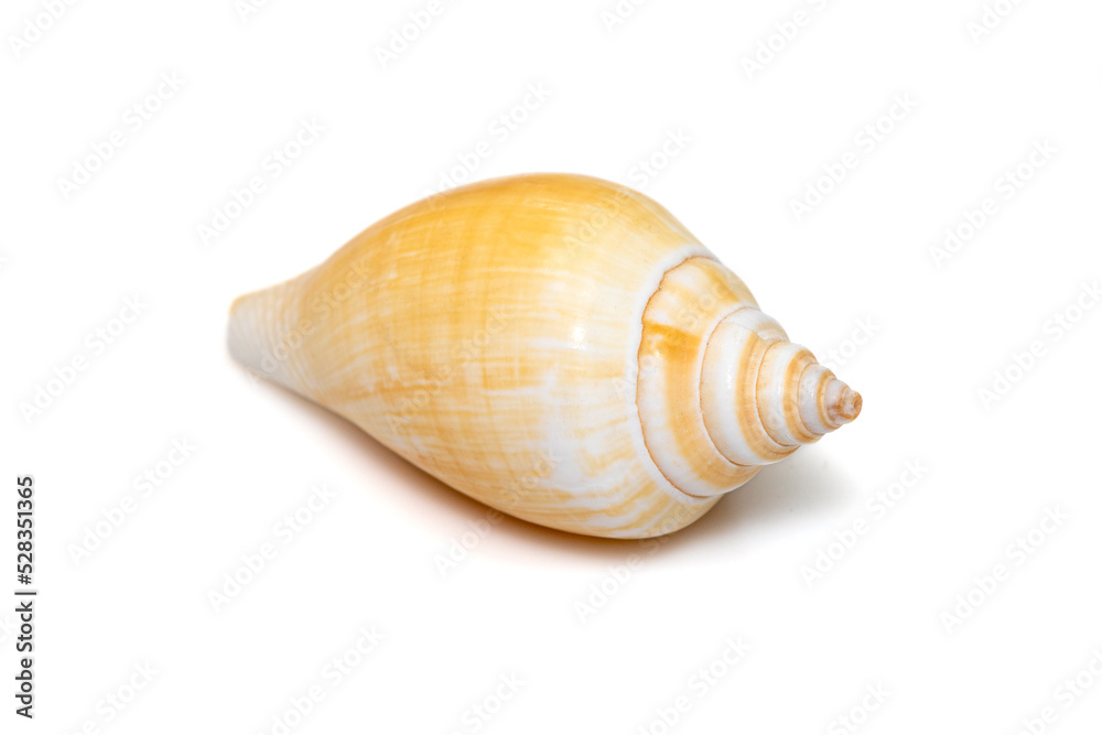 Laevistrombus canarium (commonly known as the dog conch or by its better-known synonym, Strombus canarium) is a species of edible sea snail. Sea snail. Undersea Animals. Sea Shells. Laevistrombus canarium (commonly known as the dog conch or by its better-known synonym, Strombus canarium) is a species of edible sea snail. Sea snail. Undersea Animals. Sea Shells.
