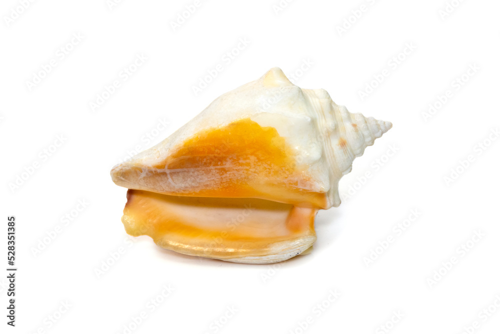 Image of strombus alatus sea shell, the Florida fighting conch, is a species of medium-sized, warm-water sea snail, a marine gastropod mollusk in the family Strombidae, the true conchs. Image of strombus alatus sea shell, the Florida fighting conch, is a species of medium-sized, warm-water sea snail, a marine gastropod mollusk in the family Strombidae, the true conchs.
