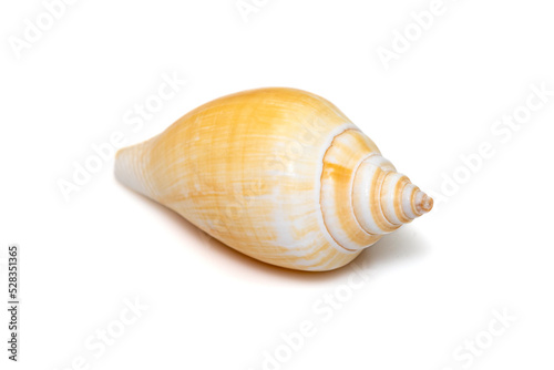 Laevistrombus canarium (commonly known as the dog conch or by its better-known synonym, Strombus canarium) is a species of edible sea snail. Sea snail. Undersea Animals. Sea Shells.
