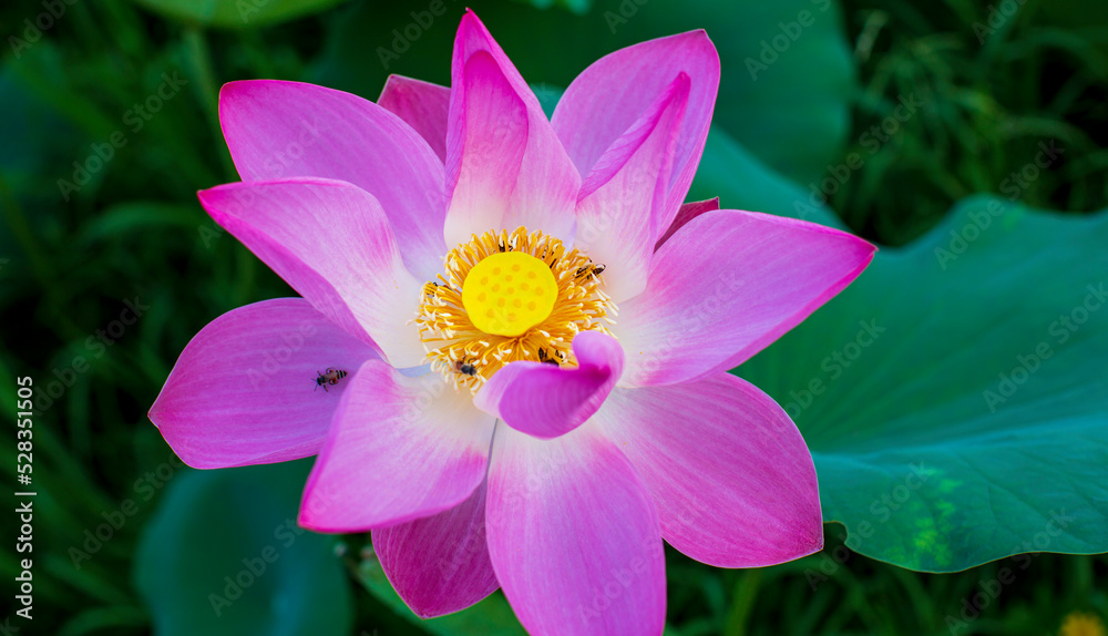 Beautiful pink pollen lotus flower insect bee flies with pollen in the lake Beautiful pink pollen lotus flower insect bee flies with pollen in the lake