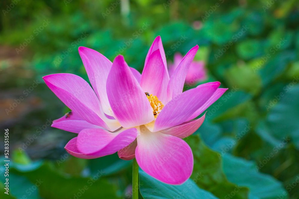 Beautiful pink pollen lotus flower insect bee flies with pollen in the lake Beautiful pink pollen lotus flower insect bee flies with pollen in the lake