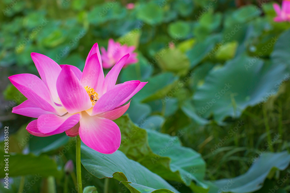 Beautiful pink pollen lotus flower insect bee flies with pollen in the lake