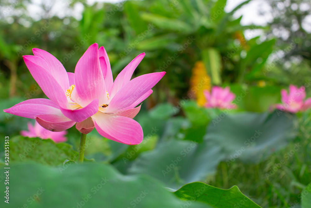 Beautiful pink pollen lotus flower in the lake green leaf.