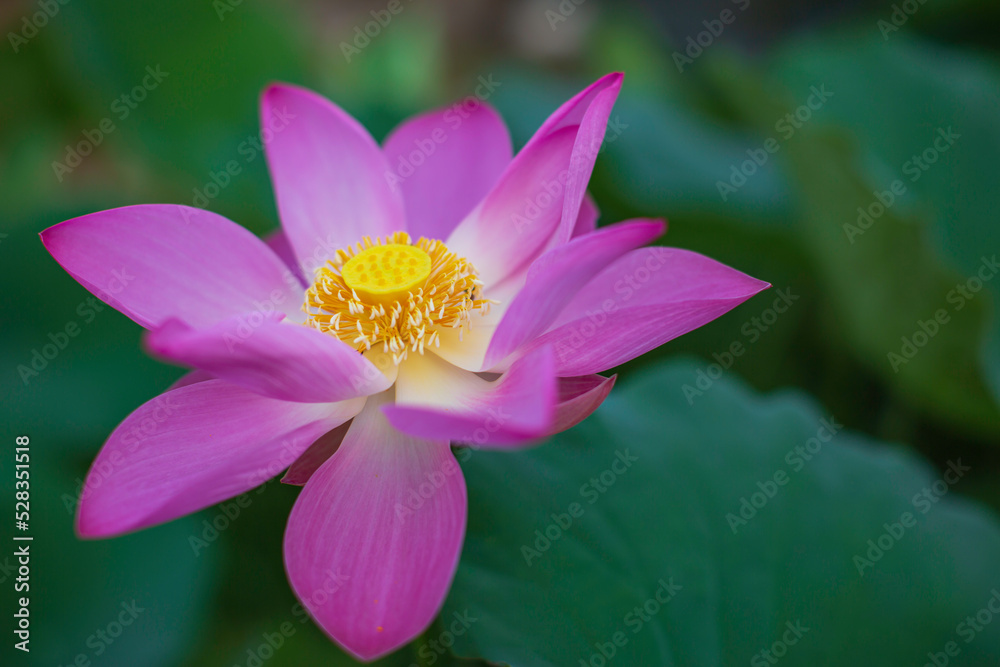 Beautiful pink pollen lotus flower insect bee flies with pollen in the lake Beautiful pink pollen lotus flower insect bee flies with pollen in the lake