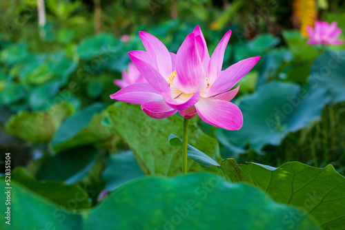 Beautiful pink pollen lotus flower in the lake green leaf.