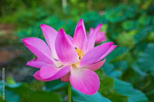 Beautiful pink pollen lotus flower insect bee flies with pollen in the lake