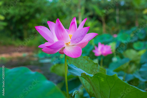 lotus flower in the garden