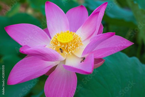 Beautiful pink pollen lotus flower insect bee flies with pollen in the lake