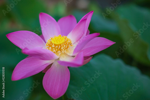 Beautiful pink pollen lotus flower insect bee flies with pollen in the lake