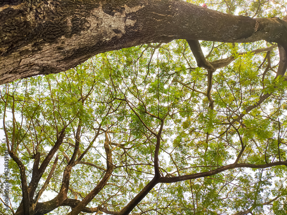 Fototapeta premium Top trees under blue Sky with white cloud and clear abstract. Beautiful air sunlight with clound scape colorful. Blackdrop for wallpaper backdrop background.