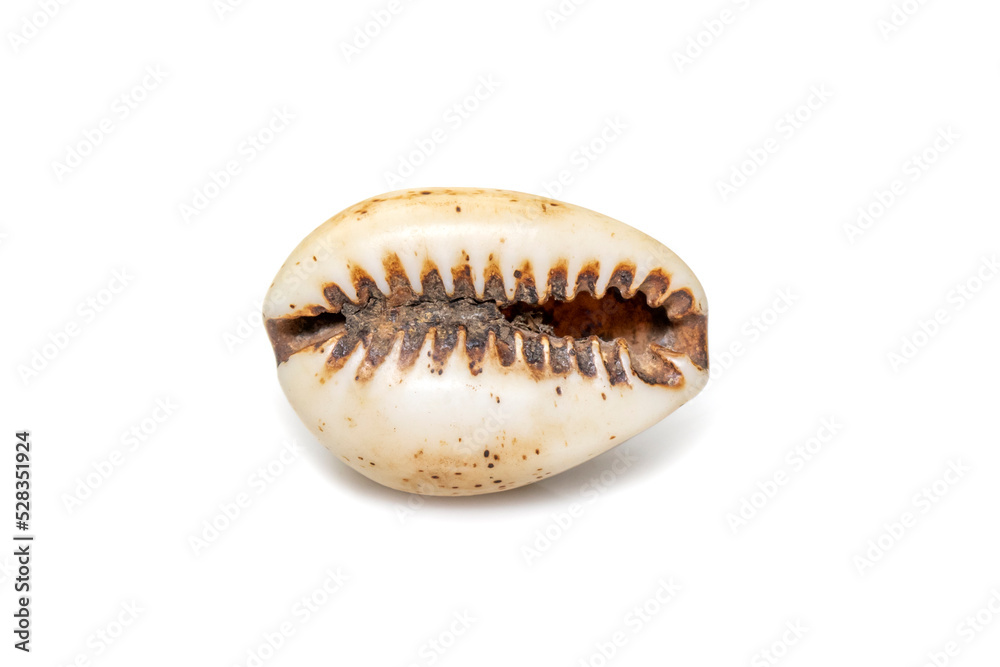 Luria isabella, common names Isabel's cowry, Isabella cowry or fawn-coloured cowry, is a species of sea snail, a cowry, a marine gastropod mollusk in the family Cypraeidae, the cowries. Sea Shells.